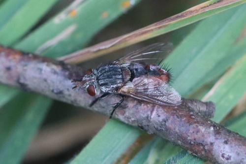 Peleteria iavana