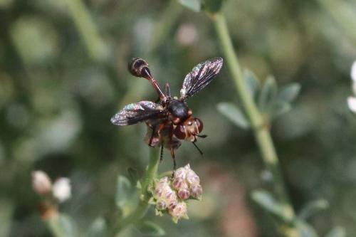 Réf. 294 420 : Physocephala pusilla