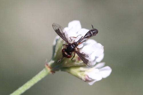 Réf. 294 421 : Physocephala pusilla