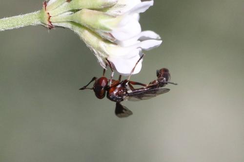 Réf. 294 422 : Physocephala pusilla