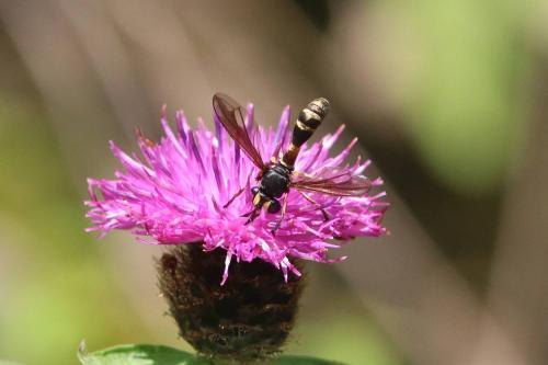 Réf. 294 377 : Physocephala rufipes