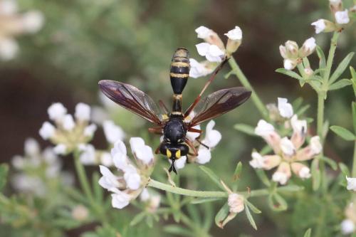 Réf. 294 378 : Physocephala rufipes