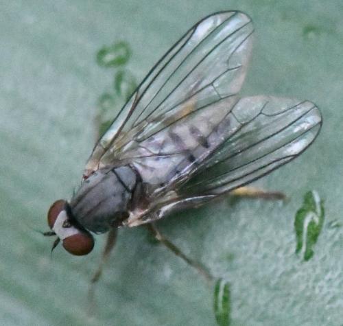 Protoclythia modesta