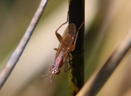 Sepedon spinipes