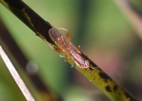 Sepedon spinipes