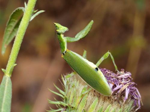 Réf. 294 099 : Pseudoharpax virescens