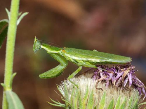 Pseudoharpax virescens