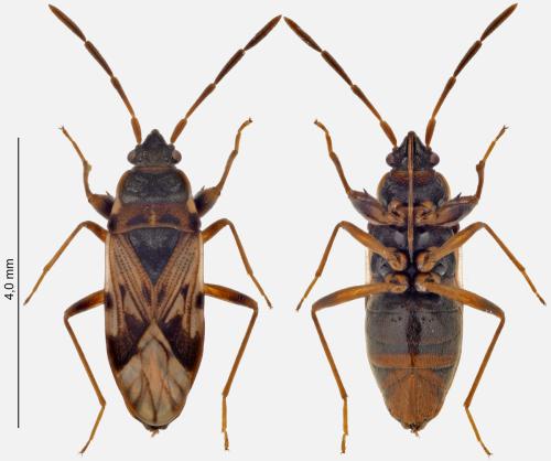 Scolopostethus patruelis