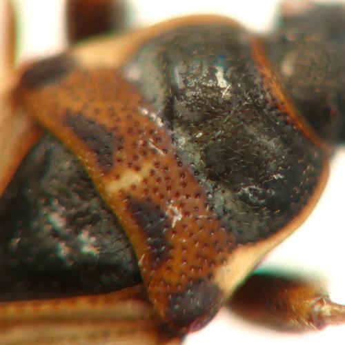 Réf. 294 998 : Scolopostethus patruelis