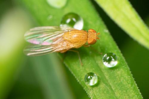 Réf. 294 978 : Sapromyzosoma quadripunctata
