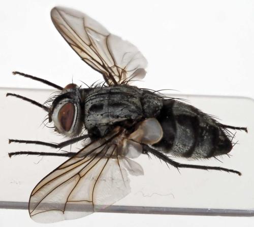 Dinera ferina