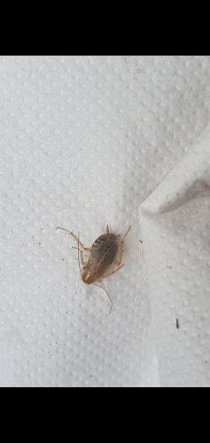 Ectobius sp.