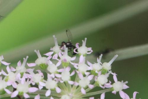 Sepsis sp.
