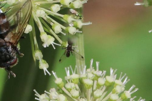 Sepsis sp.