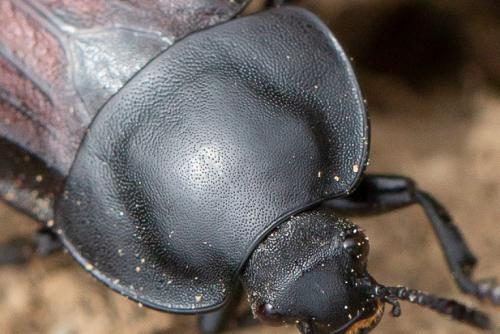 Silpha tyrolensis