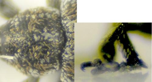 Réf. 294 995 : Smicronyx jungermanniae