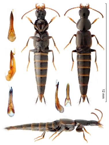 Quedius dubius