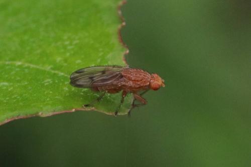 Suillia sp.