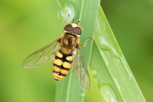 Réf. 294 970 : Eupeodes corollae