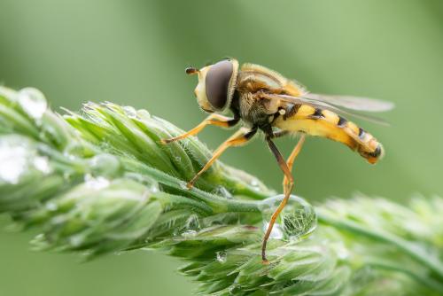 Réf. 294 971 : Eupeodes corollae