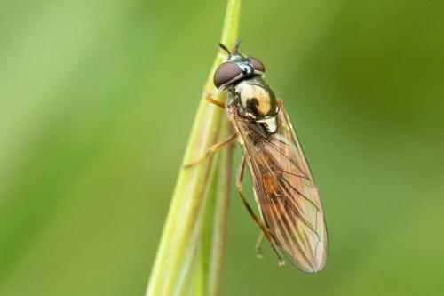 Melanostoma mellinum