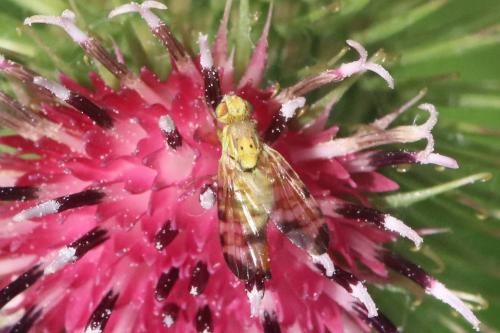 Réf. 294 634 : Terellia tussilaginis