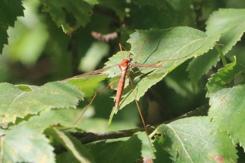 Tipula fulvipennis