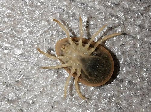 Argas reflexus