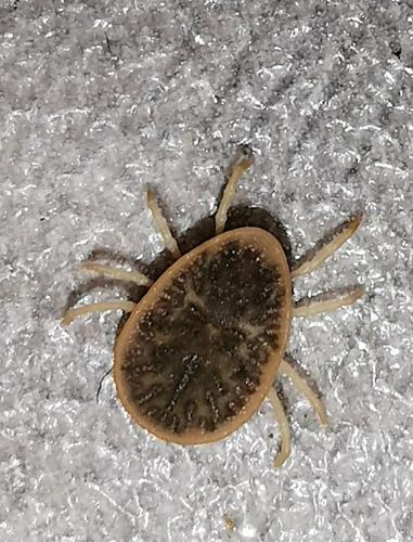 Argas reflexus