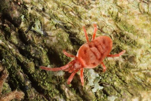 Réf. 294 404 : Allothrombium sp.