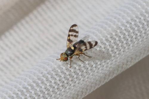 Urophora solstitialis