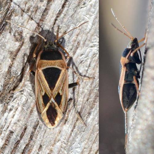 Réf. 294 243 : Xanthochilus saturnius