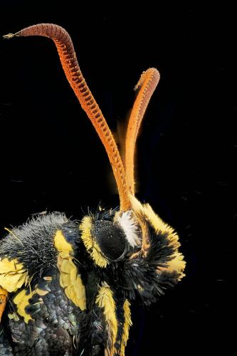 Réf. 294 162 : Paranthrene tabaniformis