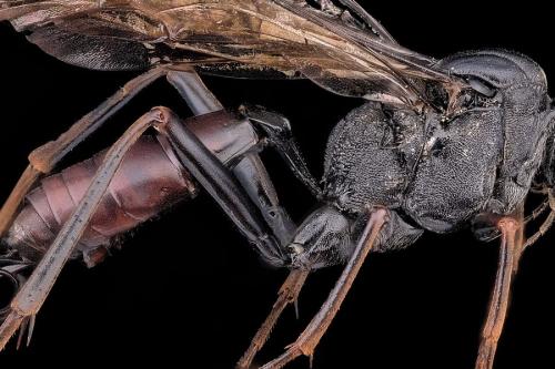 Cryptinae