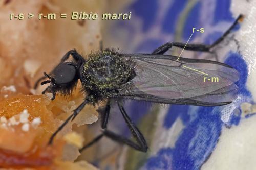 Bibio marci