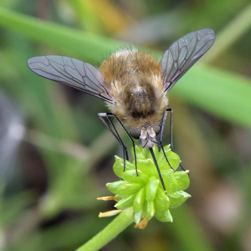 Bombylius venosus