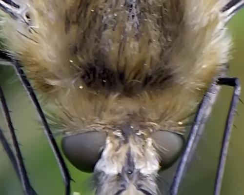 Bombylius venosus