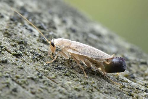 Réf. 294 500 : Planuncus vinzi