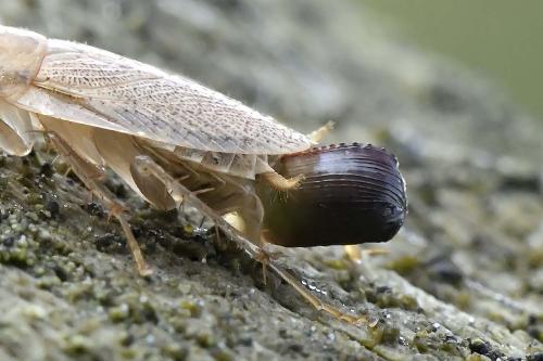 Réf. 294 501 : Planuncus vinzi
