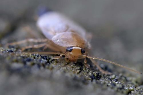 Planuncus vinzi