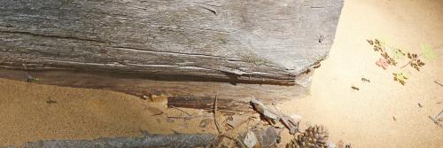 Réf. 294 352 : Ectemnius cephalotes