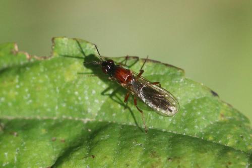 Réf. 294 015 : Loxocera albiseta
