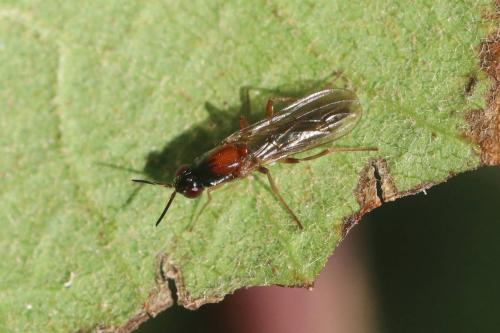 Réf. 294 017 : Loxocera albiseta