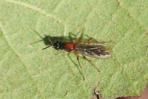 Réf. 294 018 : Loxocera albiseta