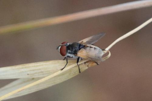 Réf. 294 014 : Phasiinae inconnu