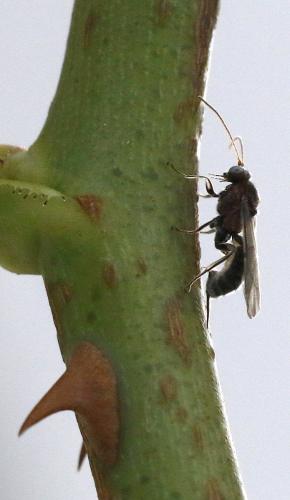 Réf. 294 068 : Piogaster sp.