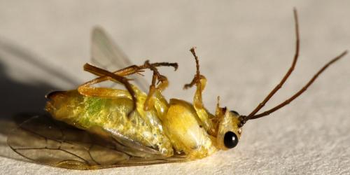 Réf. 294 384 : Euura scutellata