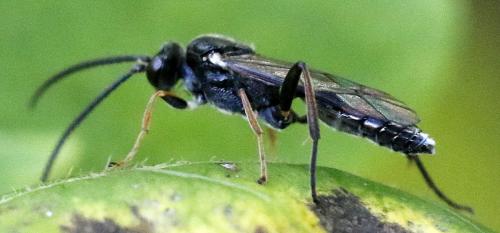 Réf. 294 843 : Rhembobius sp.