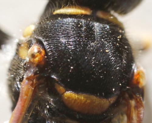 Réf. 294 326 : Ectemnius cephalotes