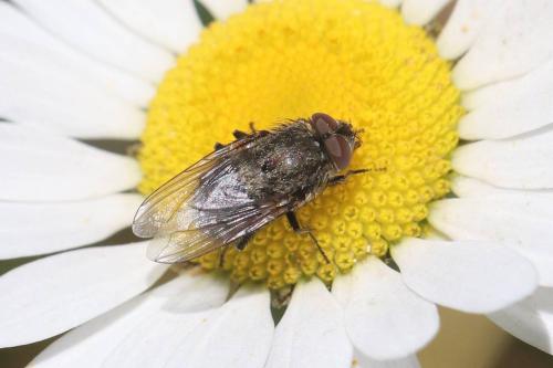 Pollenia sp.